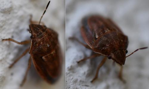 Neottiglossa leporina